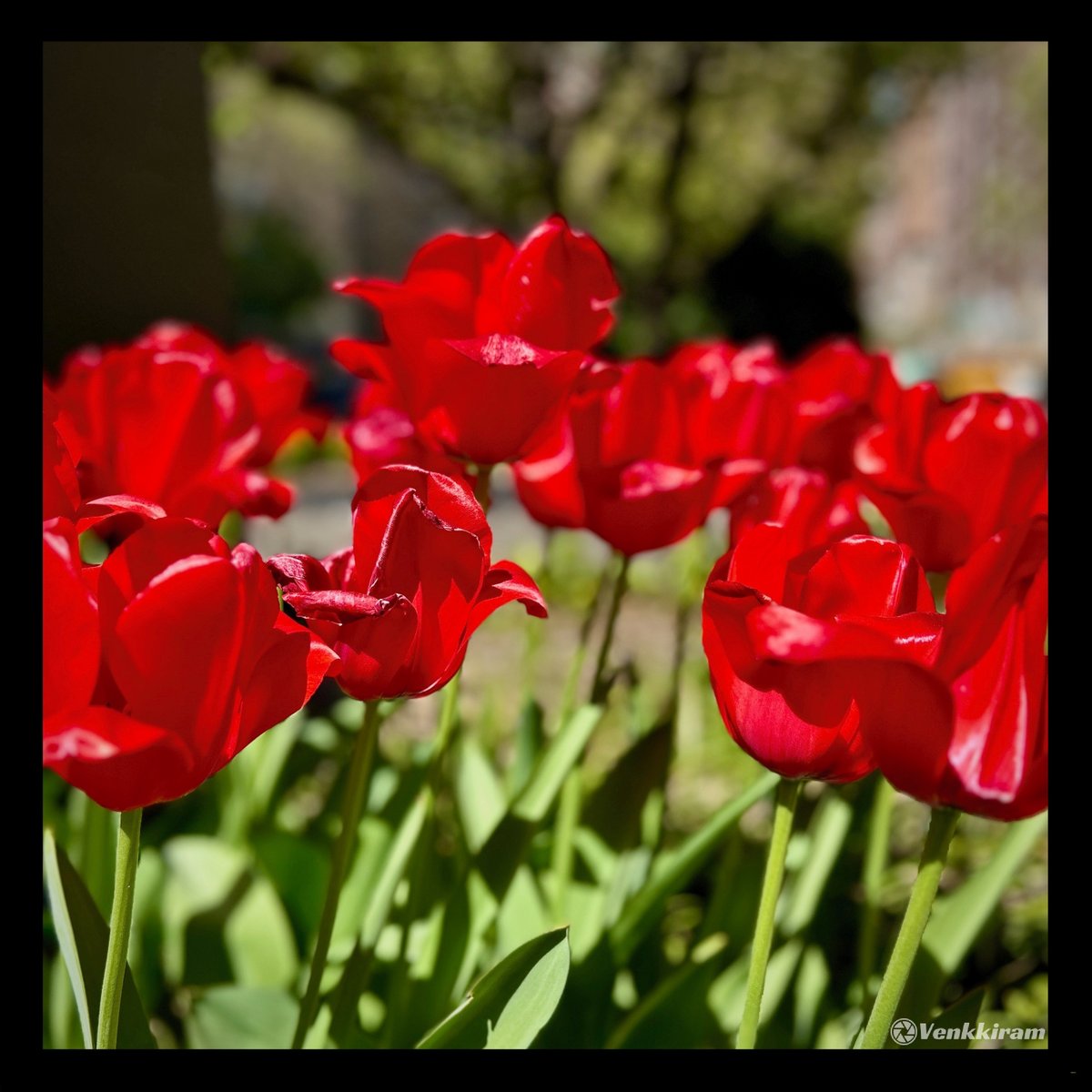 Post something red.📸🔴 Mine, 👇 #tulip #tulips #flowers #flowerphotography #nyc #NewYorkCity #Manhattan #SpringFlowers #photography #venkkiclicks