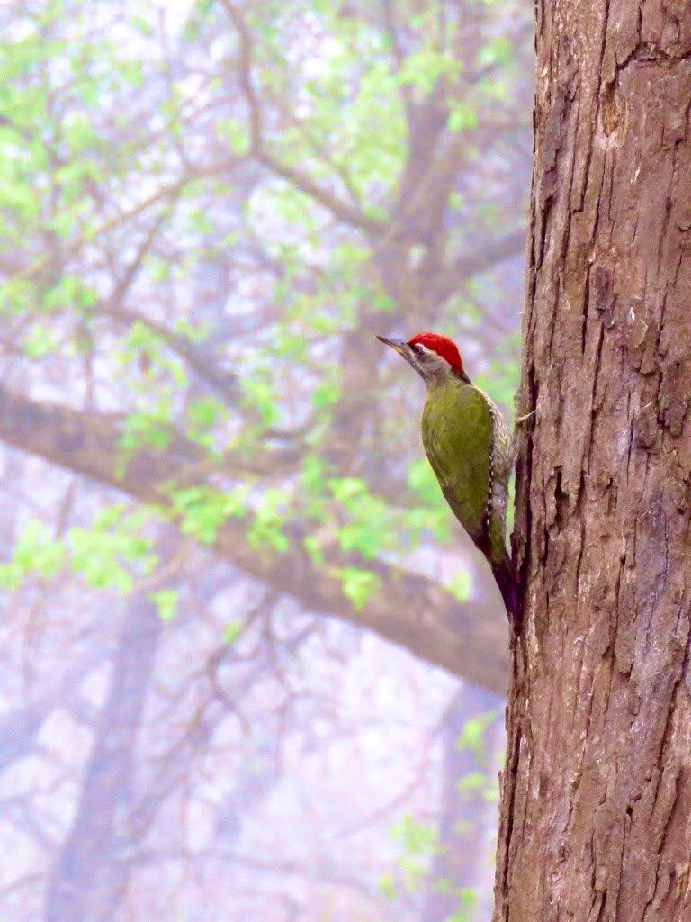#woodpeckerwednesday ~~

#IndiAves ~~

#birding #vrupix