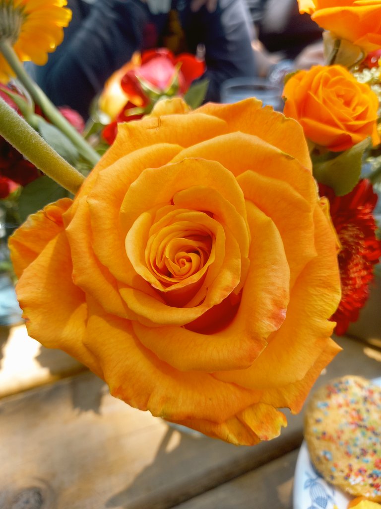Las rosas naranjas significan gratitud. Si quieres agradecerle a una persona cualquier cosa que haya hecho por ti, son un buen obsequio porque son capaces de transmitir el mensaje debido a su color. Así que gracias a todos por todo su cariño 🧡 #sandymoon hoy corté una flor 🎶