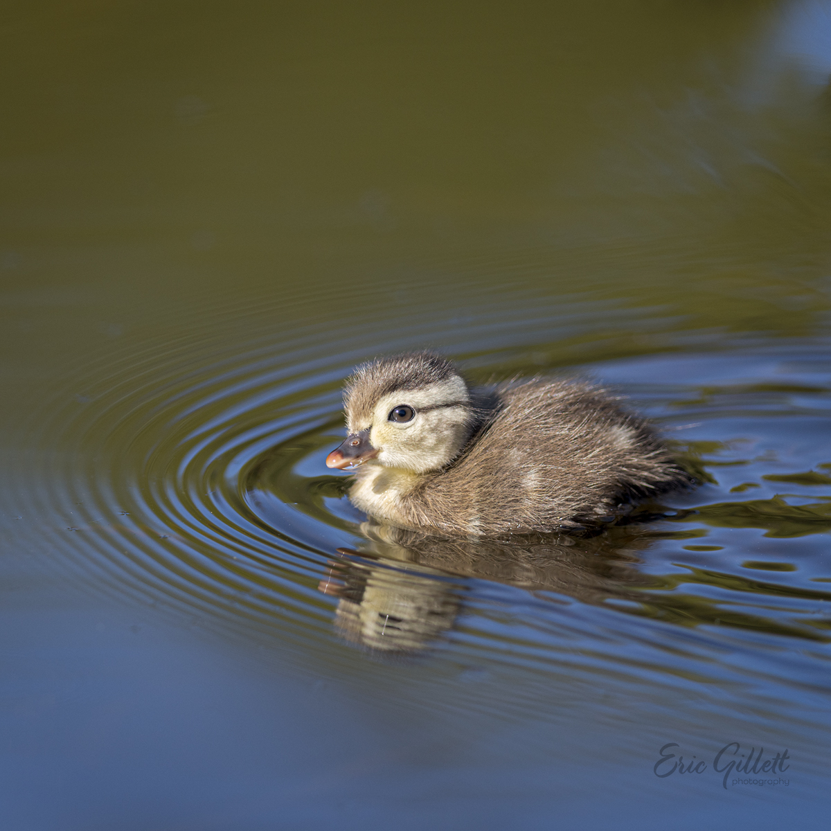 First new Wood Ducklings our our local pond. 😲

#WoodDuckWednesday

One of 9 new little ones in this family‼️

#birdphotography 
#birding