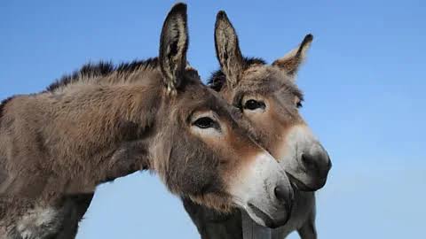 🌍🐴 Let's celebrate World Donkey Day by honoring these gentle, hardworking animals! 🎉 Let's remember to treat them with kindness, respect, and care. Together, we can ensure a brighter future for our beloved donkeys. #WorldDonkeyDay #LoveDonkeys 🐾💚
@KSPCAKenya @DonkeySanctuary