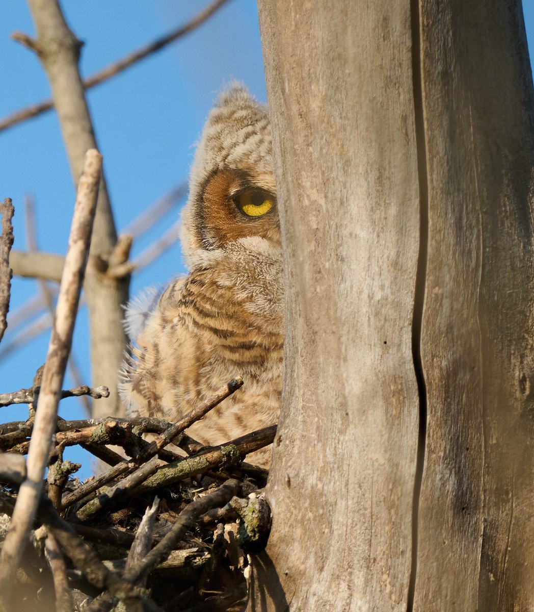 Cuteness overload! 🦉 Sweet dreams! #Owls #NaturePhotography