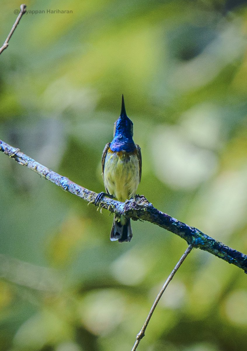 Last 4 lifers from Andaman birding tour coming up.
Ornate Sunbird. 
#IndiAves #BBCWildlifePOTD #natgeoindia #SonyAlpha #ThePhotoHour #BirdsSeenIn2024 @Britnatureguide