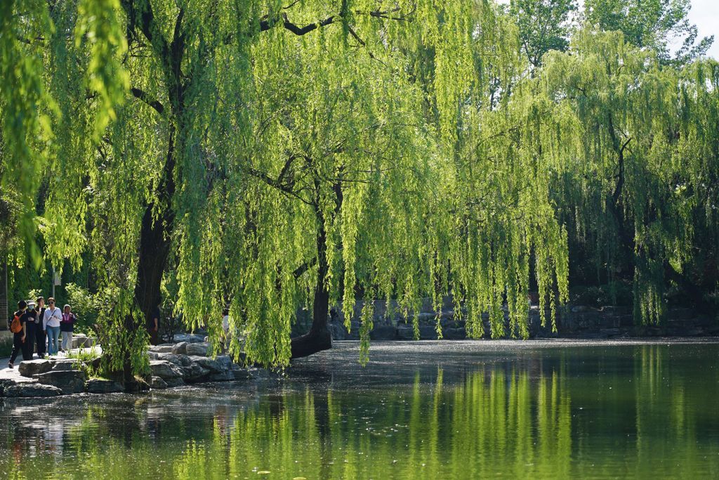 Great green groves grow gracefully in Tsinghua’s serene garden, giving grateful students a glimpse of green grandeur. 🌿 

#TongueTwisterChallenge #DiscoverTsinghua
📷  Huo Yuandong, Liu Tong