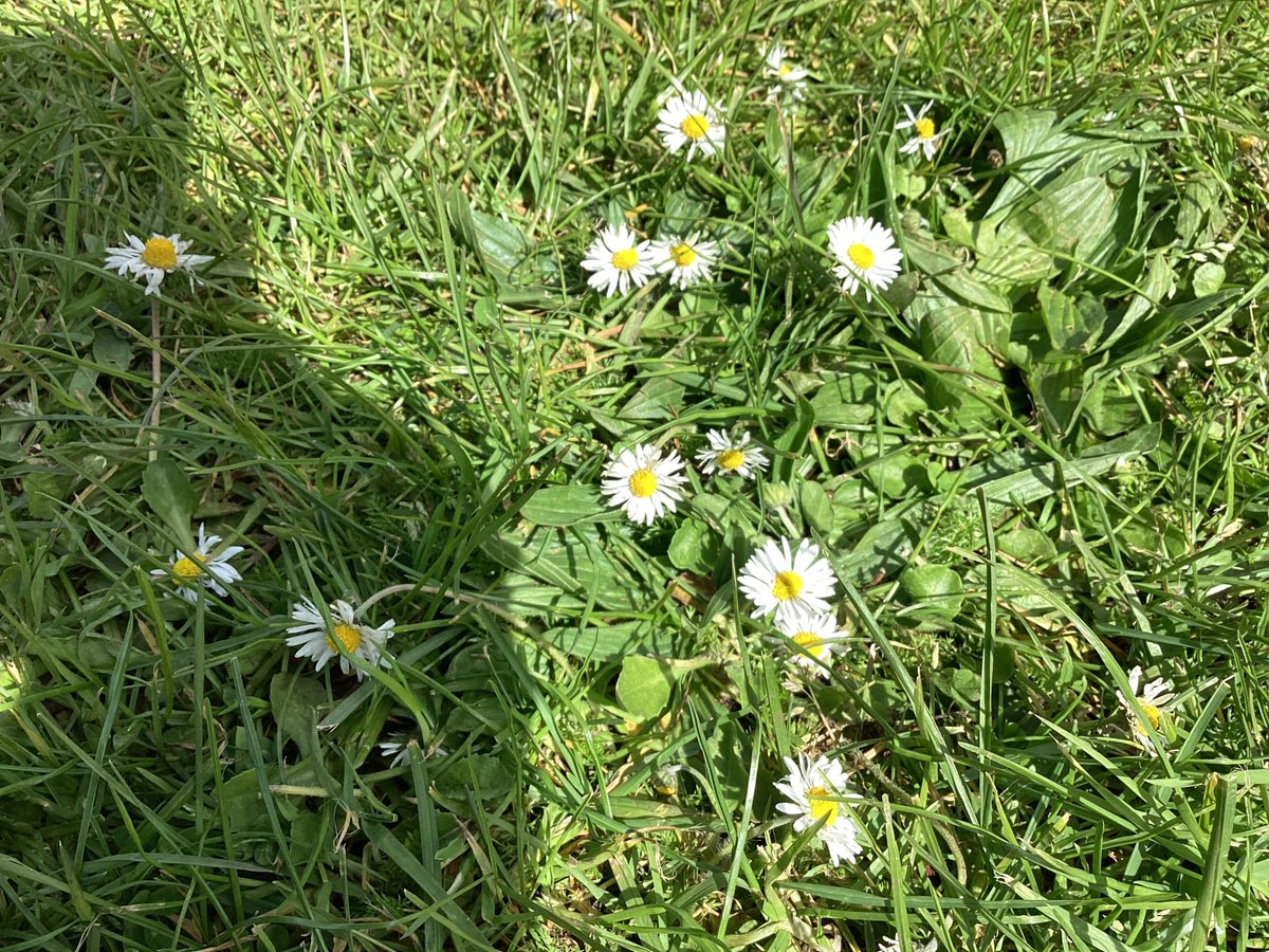 Learning Naturally at Beddington Infants' School tweet media