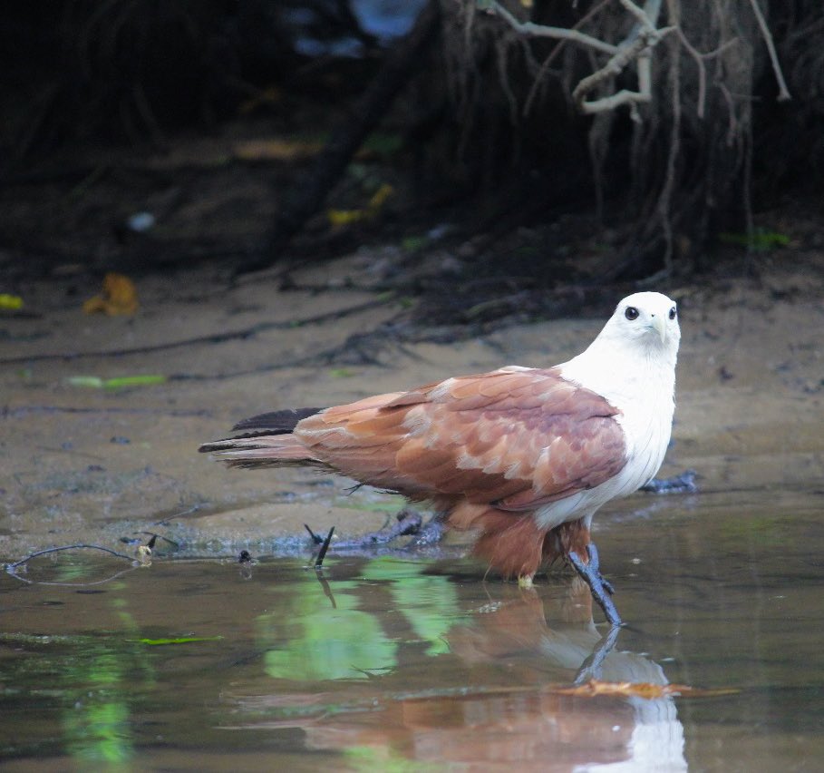 witness the variety of wildlife in the backwaters of #Kerala 

@KeralaTourism 
#birds #fauna #wildlifephotography