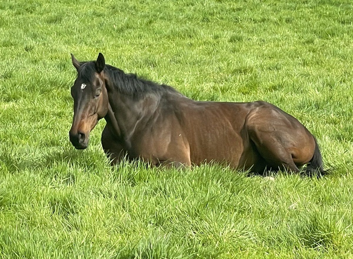 Eloi du Puy is delighted to be receiving the “Shades of Midnight” Horse of the Year Award @kelsoracecourse this afternoon. He sends gratitude and greetings this morning from his summer abode at Kinneston and has asked his pilot @brucelynn1 to collect the award for him and