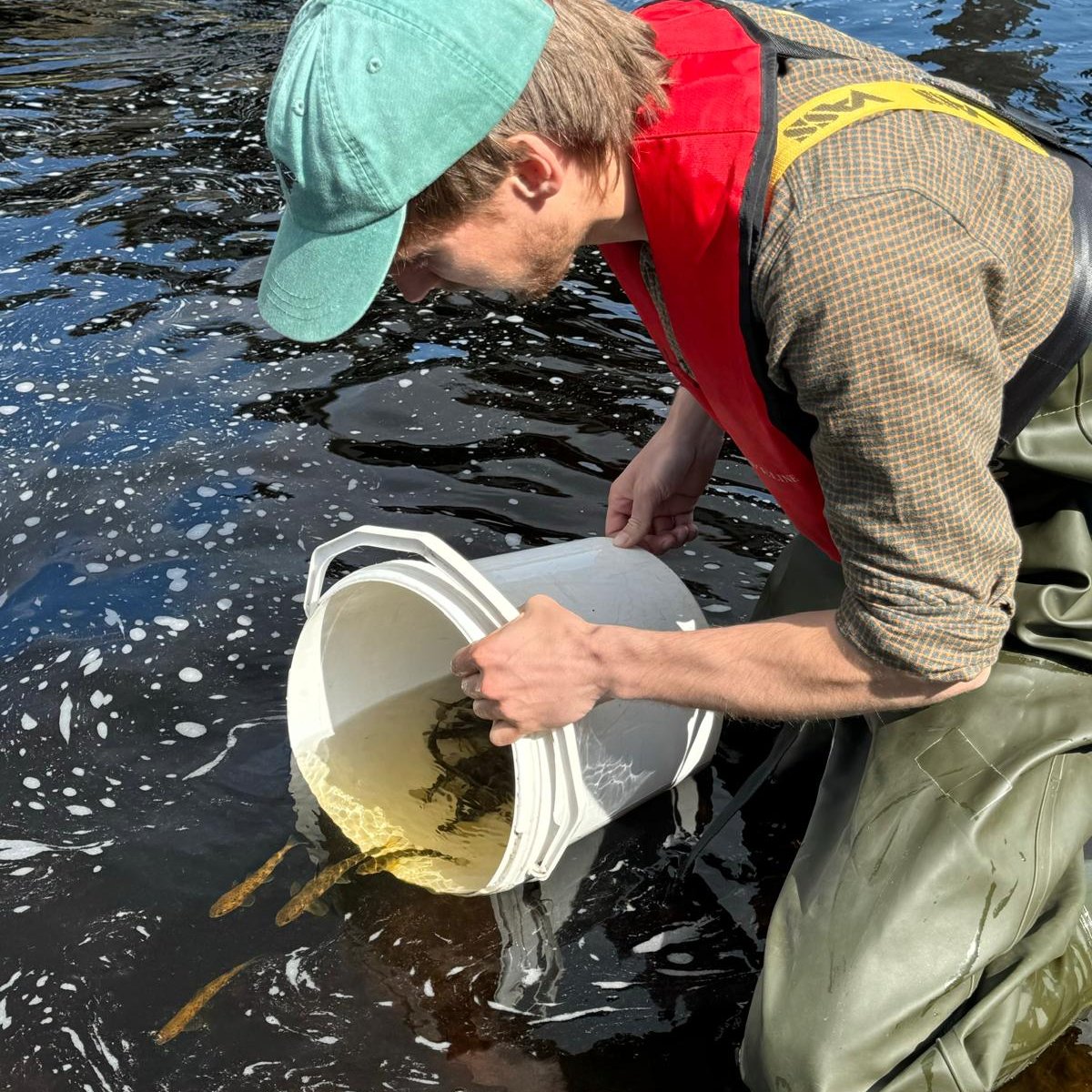 With funding from @LNER, a smolt trap was installed in the River Findhorn, allowing staff & volunteers to count, measure & tag a sample of fish as they migrate downstream, providing vital baseline data against which we can measure our nature recovery efforts.