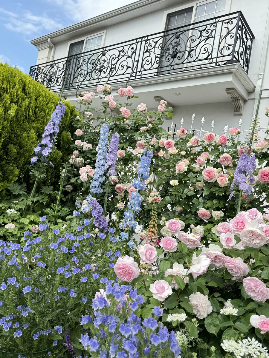 イングリッシュガーデン風のお庭のpostにたくさんいいねをありがとうございます✨

手前のバラはオリビアローズオースチン、奥のフェンスはピエール、ブランピエール、エグランタインのミックス。手前の青いお花はエキウムブルーベッダー、背が高いのはデルフィニウムです