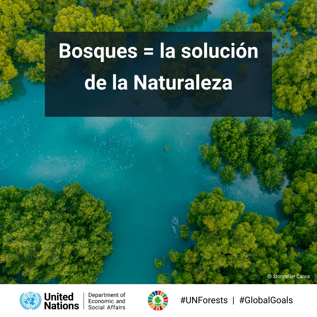 Necesitamos bosques sanos para un planeta sano.

Son vitales para hacer frente al cambio climático, la pérdida de biodiversidad, la contaminación y el hambre.

Último día del Foro #UNforests.

Explora cómo los bosques impulsan la #AcciónClimática: bit.ly/UNForest