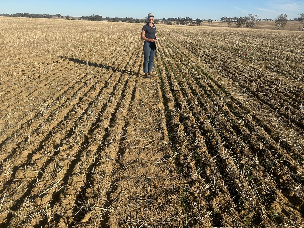 Excellent, early emergence of #LongColeoptileWheats deep-sown at Corrigin, Muntadgin and Dowerin (WA). Great work @SLR_Agriculture and string support from @theGRDC and @CSIRO - Long coleoptile Mace18 drysown @ 35mm depth (L) and into subsoil moisture @ 110mm (R)