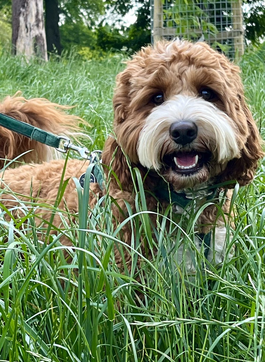 ‘If you want me this morning I’m in some long grass refusing to come out.’