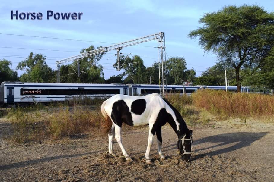 True horse 🐎 power - the beautiful animal and #VandeBharat! #IndianRailways