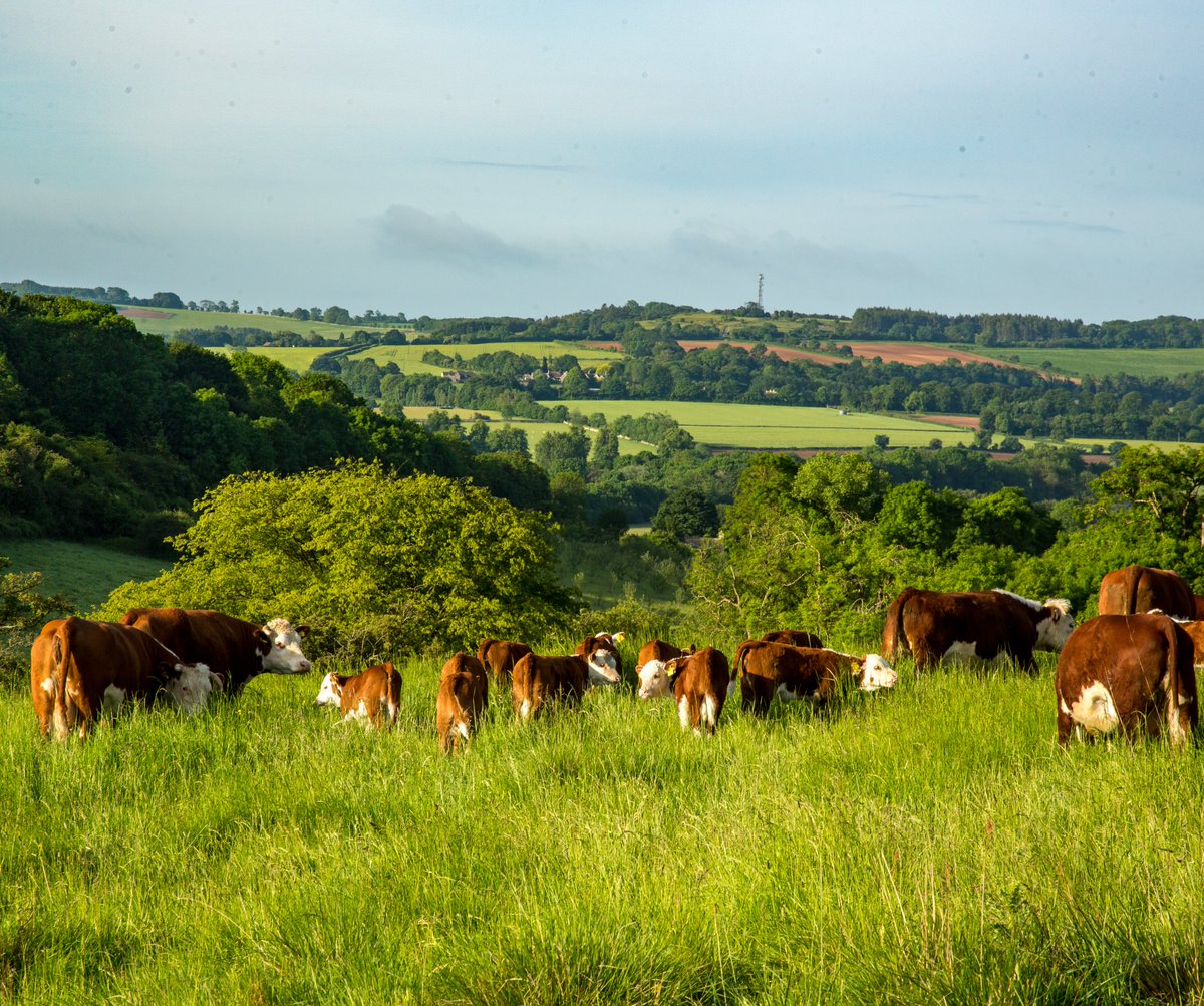 🌾🪱🐄🪲🌿Two thirds of both UK and global farmland is pasture. Pasture, and effectively managing the animals who graze upon it, is the first step towards revitalising the biodiversity in and on much of our farms and landscapes...1/3