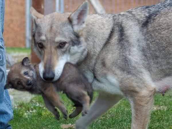 En Italie, le 'in bocca al lupo' (dans la bouche du loup) correspond à 'Bonne chance' en français. Pourquoi ? Car souhaiter 'bonne chance' est le + beau des souhaits, digne de l'amour d'une mère louve pour ses louveteaux qu'elle mord au cou pour les transporter et les protéger