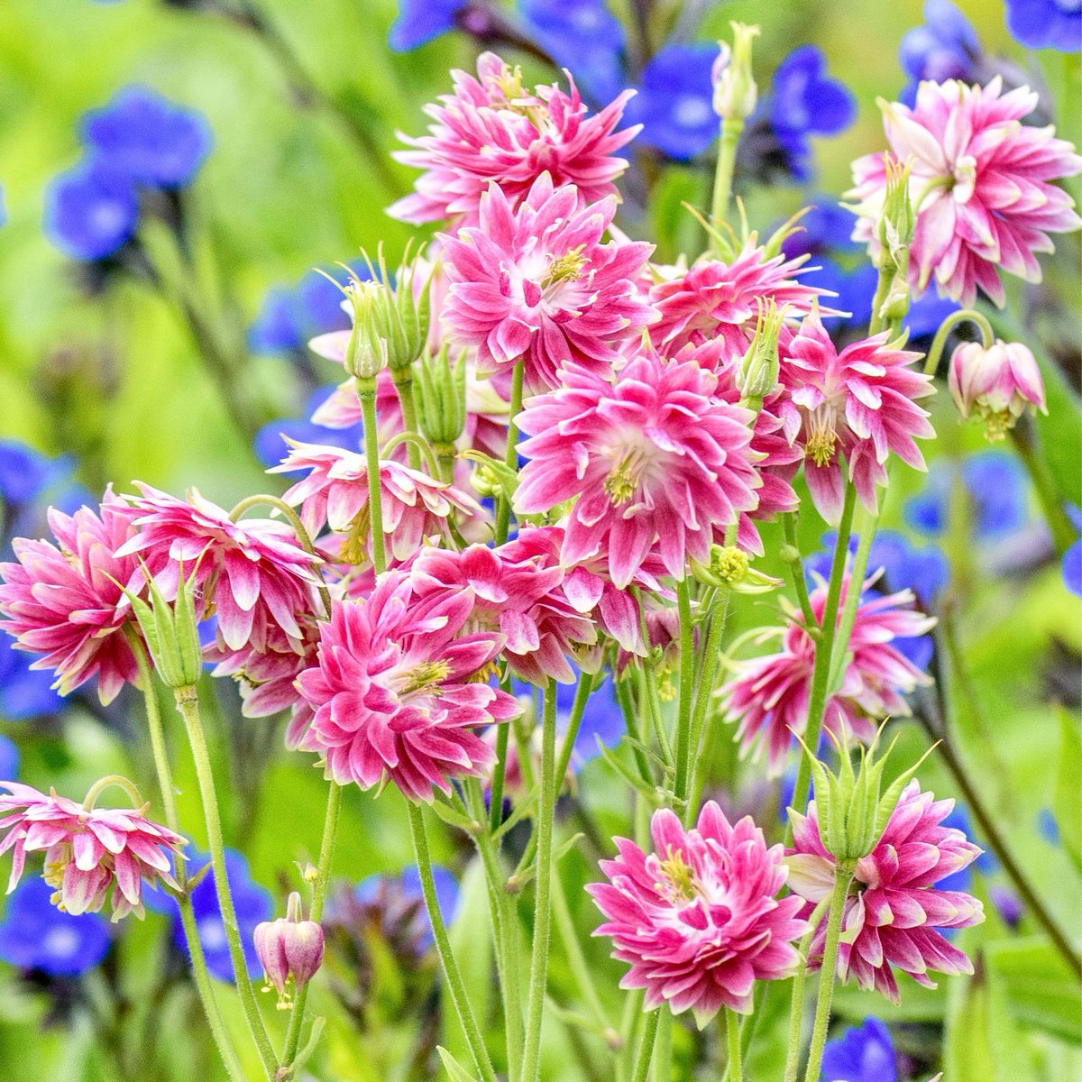 'Spring unlocks the flowers to paint the laughing soil.' - Reginald Heber (1783-1826). #flowers #gardening