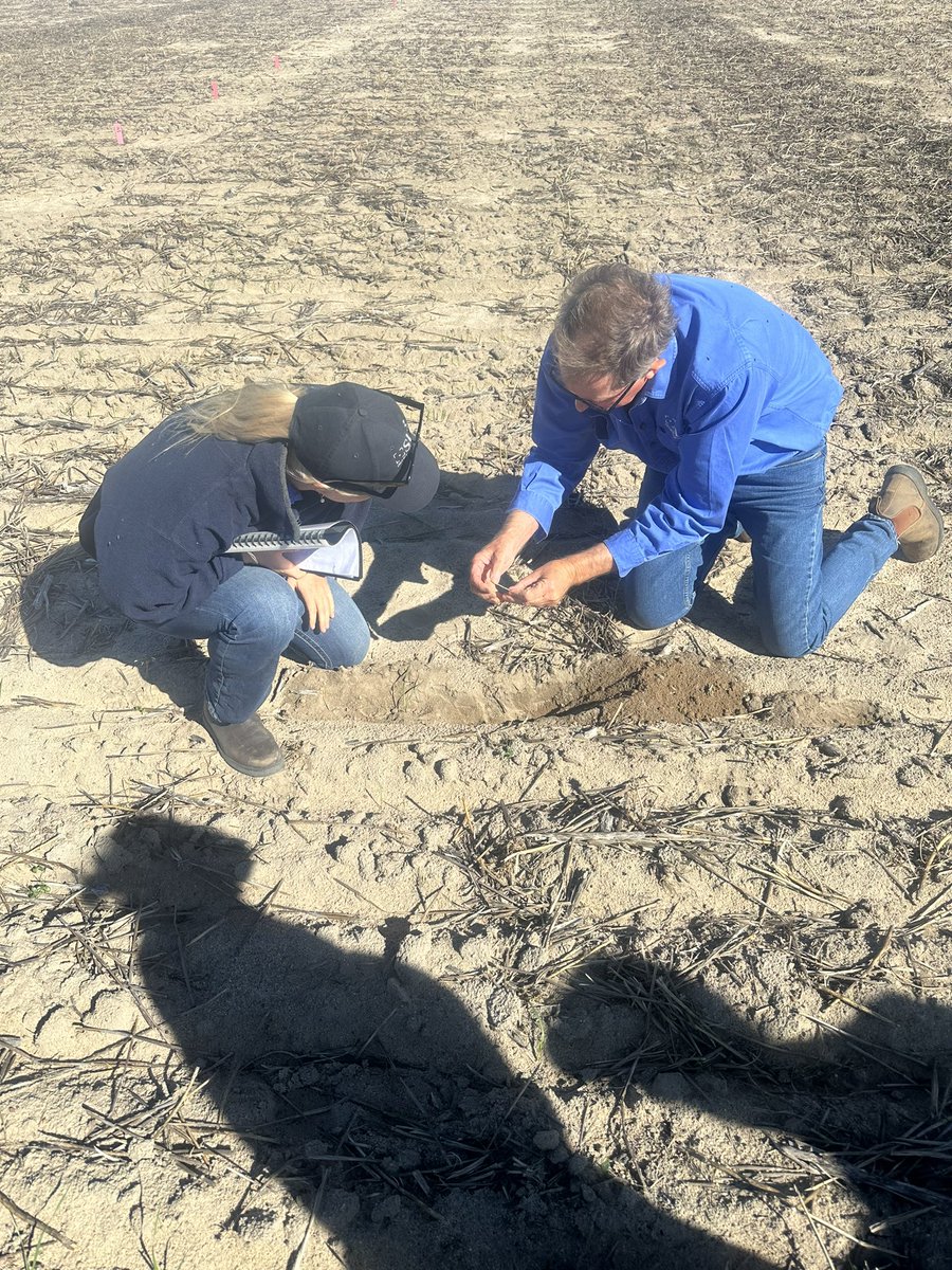 Looking for emerging seedlings at 130+mm soil depth following warm soil temperatures and significant furrow in-fill at Dowerin WA. Long coleoptile Mace18 performing well at this depth in the @theGRDC and @CSIRO #LongColeoptileWheats project. Great work @SLR_Agriculture !