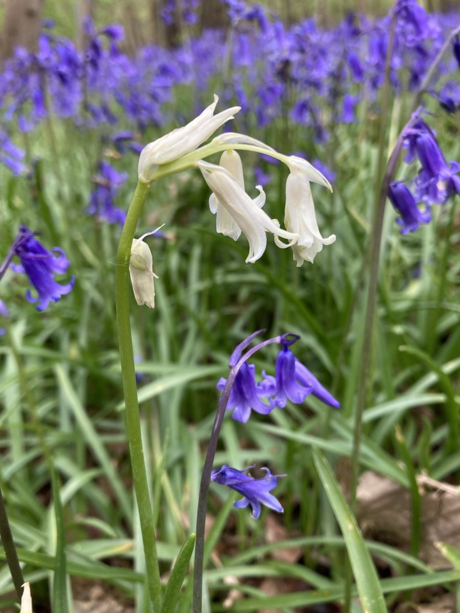 Daily bluebell photo #24

All are English bluebells - Hyacinthoides non-scripta 🤗💜