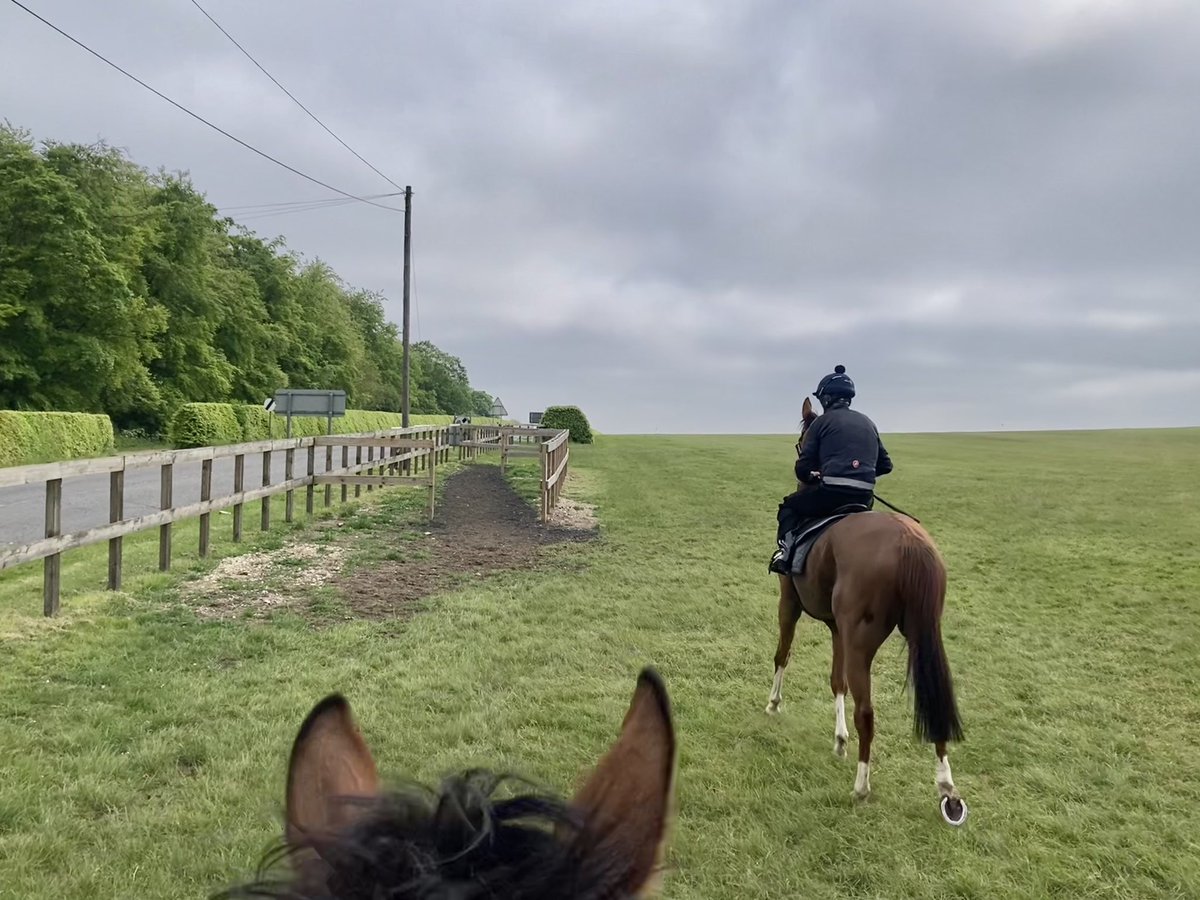 No sign of the sun yet this morning @NewmarketGallop but it’ll appear before too long. Should end up being another pleasant, warm day. 7 degrees early; currently 12; forecast high 19 #HiddenPearl #TarbatNess #Duchess #LittlePeter