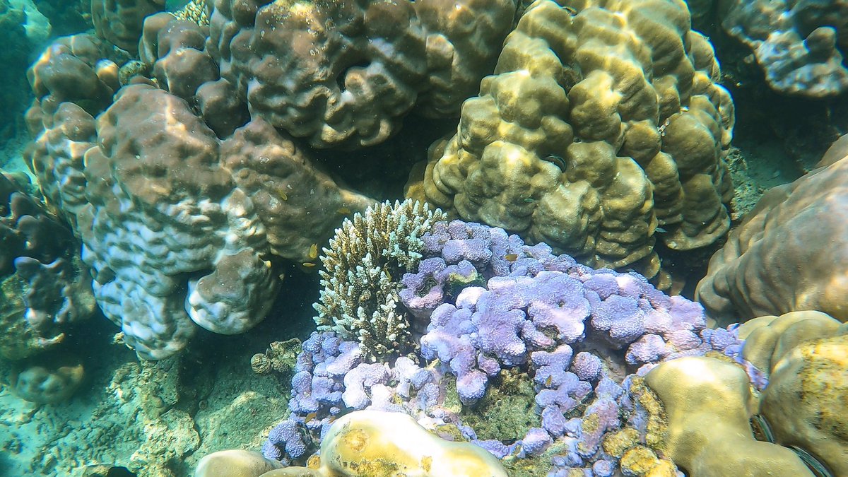 🍂 – rewilding tweet media