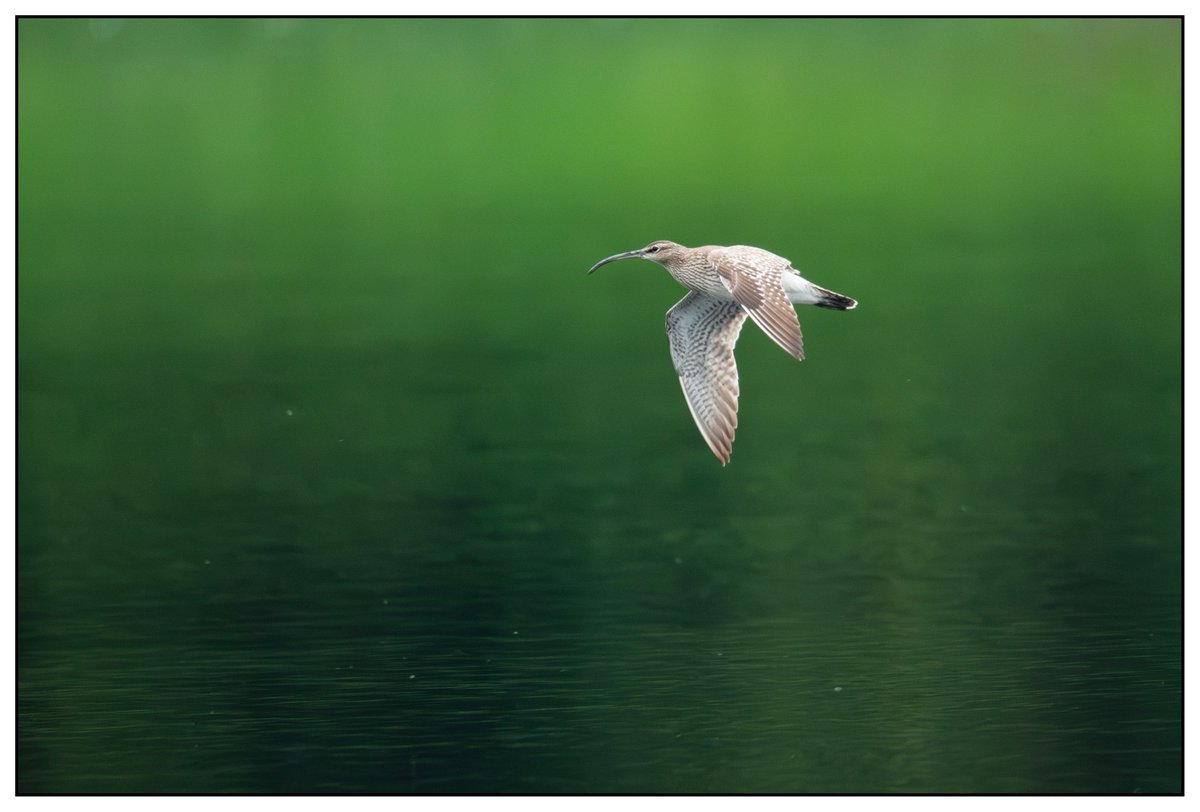 Whimbrel, seen at Lough Gur, Co. Limerick in #Ireland