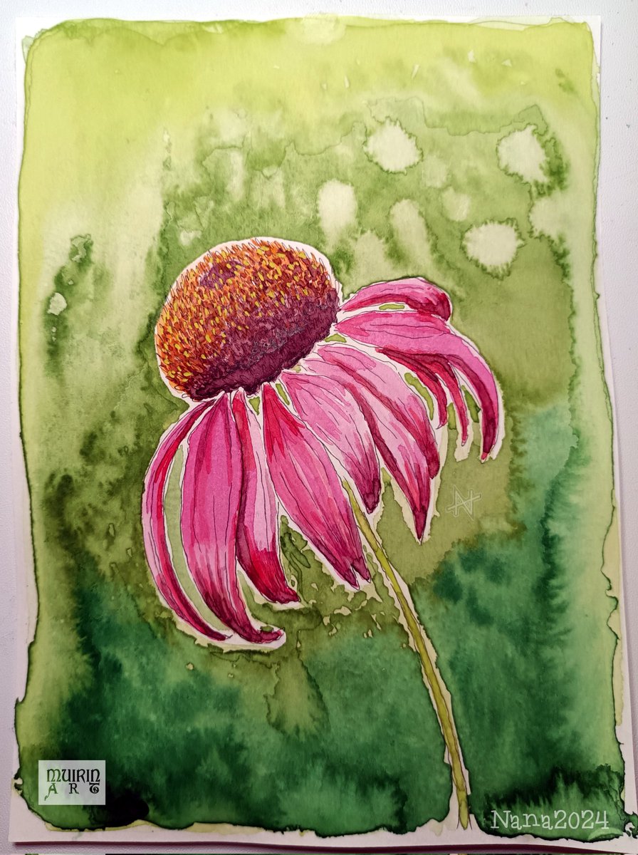 #Coneflower 
#VanGogh #watercolors on #DalerRowney #watercolorpaper #echinacea #punahattu #aquarelle #painting #color #watercolorsketch #art #arte #artist #picofday  #artoftheday #watercolorpainting #akvarelli #vesiväri #finland  #suomitaide #suomi #taide