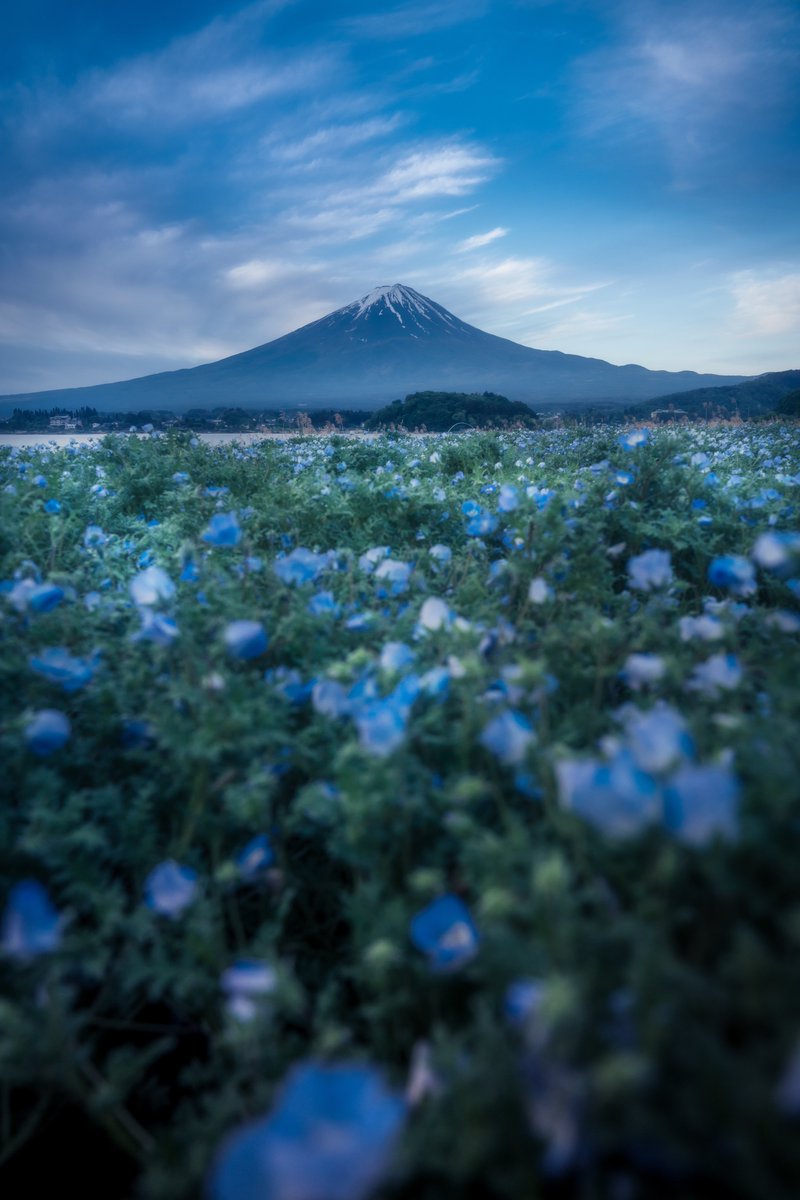 ネモフィラと富士山が美しかった