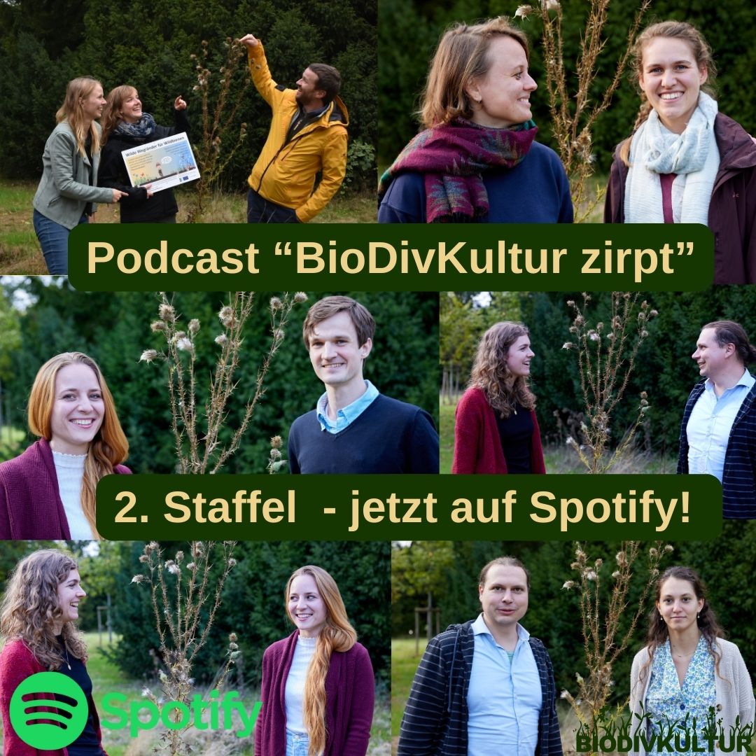 Ab sofort könnt ihr auf #Spotify die 2. Staffel unseres #Podcasts 🎧“#BioDivKultur zirpt” hören. In sechs spannenden Folgen diskutieren Forscher*innen und Praktiker*innen über die Biodiversität. 🐝 🐛 🦋 Thematisch ist für jeden was dabei - versprochen!
open.spotify.com/show/0JcbrZbTT…