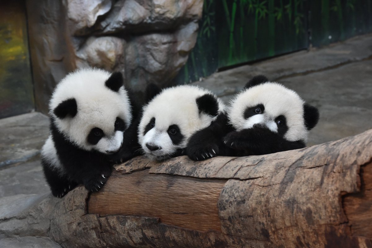 Today is the World Smile Day.😄 As an old saying goes in #Sichuan, 'A smile can make you look ten years younger.' Come and look at the cute #pandas 🐼and laugh heartily together! #theworldsmileday
