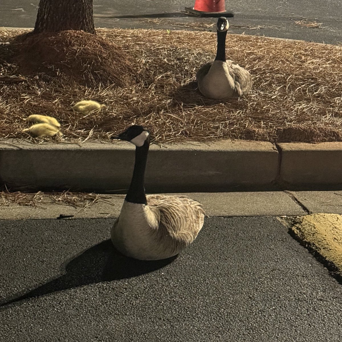 I’m kind of guessing, but I think Mother and Father lost their babies to disease. They’ve been standing guard for a couple of days so far. It’s sad, but their dedication is also beautiful #nature #canadagoose #family