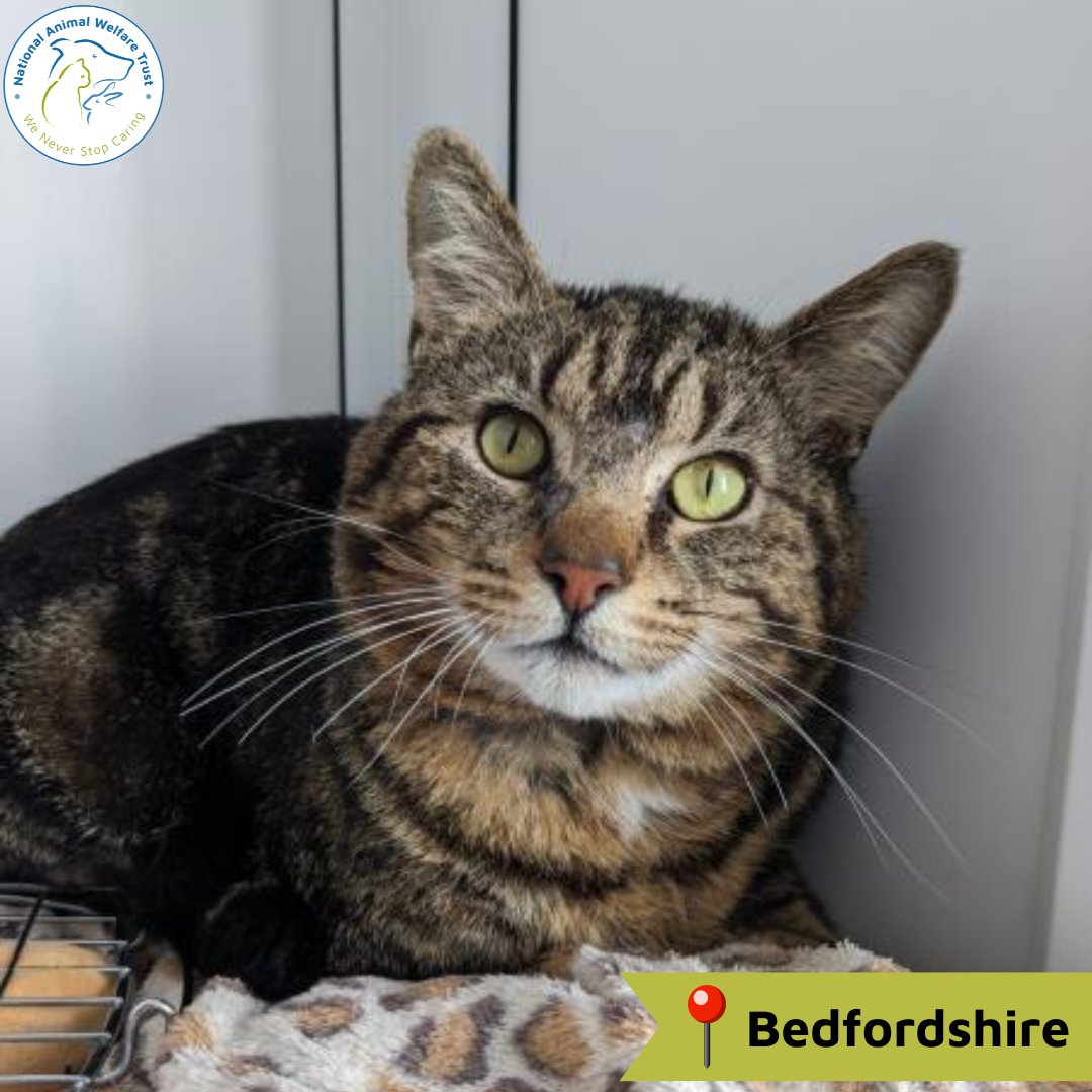 Klaus is a super sweet boy looking for a forever home. Moving to cattery life has been a little overwhelming for him with all the new sounds and smells, so is hopeful for patient owners to let him come out of his shell. 😻

nawt.org.uk/rehoming/anima…

#nawt #cats #animalcharity