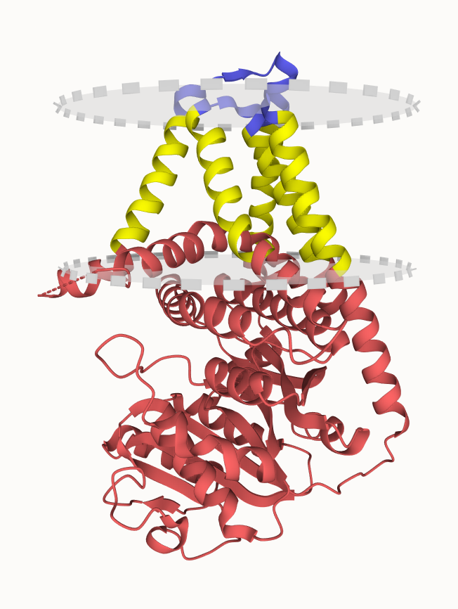 Molecular insights into hyaluronan synthesis, secretion, and length control. Check this #membrane #protein in the UniTmp database.

pdbtm.unitmp.org/entry/8snc