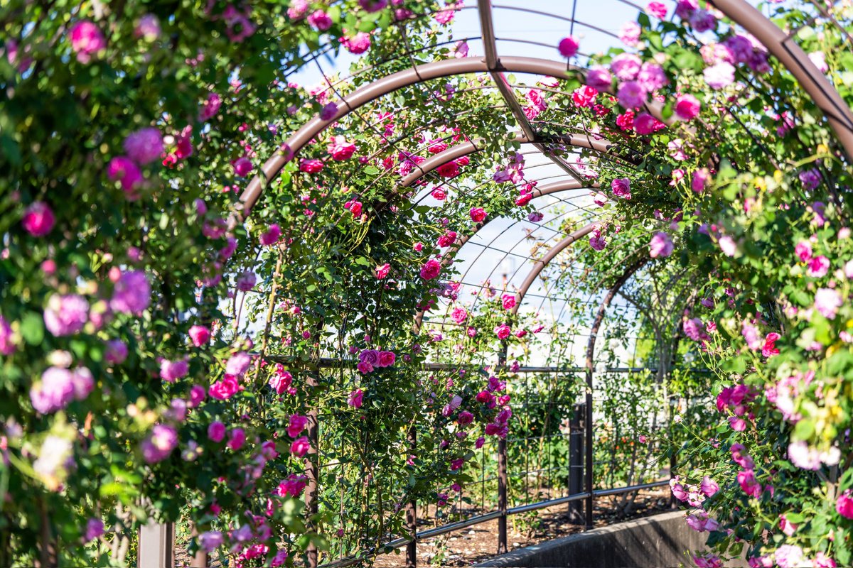 #写真好きな人と繋がりたい 
#キリトリセカイ
#バラ公園
#薔薇
大野町のバラ公園🌹
五月の薔薇が一番美しいです📷