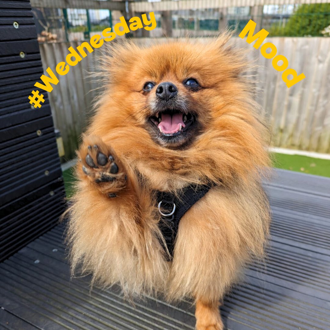💕 Riley is sending you a high-five for making it halfway through the week! He's not one to let #humpday get him down and will be smiling all the way to the weekend 😀 #midweek #midweekmotivation #wednesdayvibes #dogstrust #dogstrustcardiff #cardiff #adoptdontshop #Pomeranian