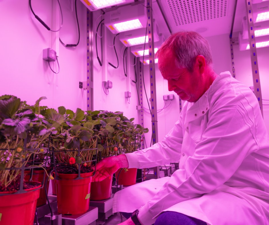 A unique £3m plant lab will put Essex @EssexLifeSci researchers on the frontline in the fight against climate change and create crops for “tomorrow’s atmosphere today”. The flagship facility, created with @wolfsonfdn and @iAgriTech opens today. brnw.ch/21wJztB