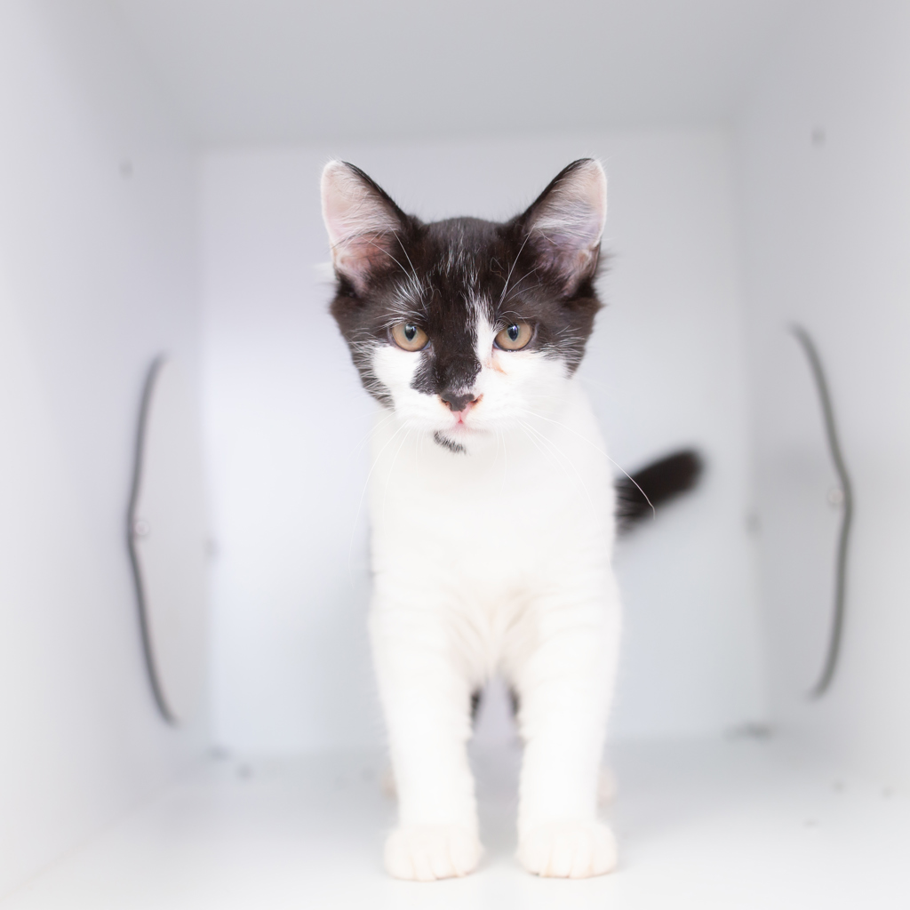 Hey there, feline friends! It's me, Burger Roll, the perfect little guy you've been waiting for! 🍔 Guess what? I'm officially ready to roll away into my forever home! 🏡 For more on Burger Roll please visit - bit.ly/AWLQBurgerRoll…