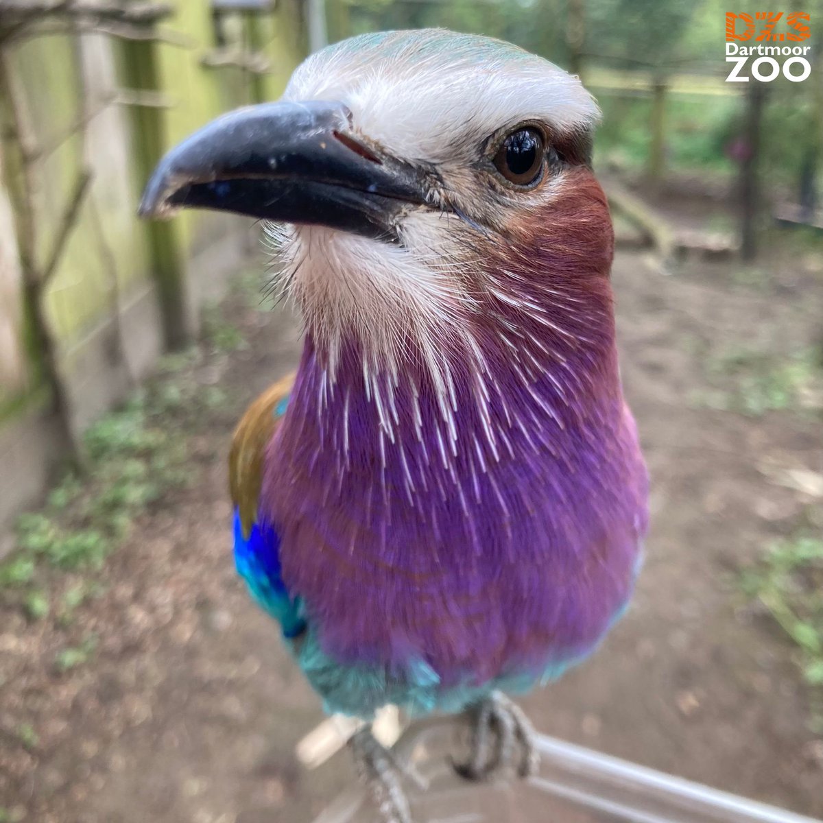 🎉 Happy 4th Birthday Mrs Roller! 🎂

📷 Animal Manager Maddy

#DartmoorZoo #DZS #Devon #LilacBreastedRollers