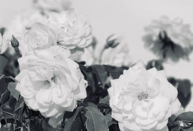 LouloudiFandom's tweet photo. 『Dream Eden』

君の温度。
ささやかな願い。

5/9 6PM 
Teaser (Song Spoiler ver.) OUT
#THINK_OF_ME #CHOOSE
#Louloudi
#LouloudiFandom
#華Doll #華ドル #hanadoll https://t.co/wzedARKUdM