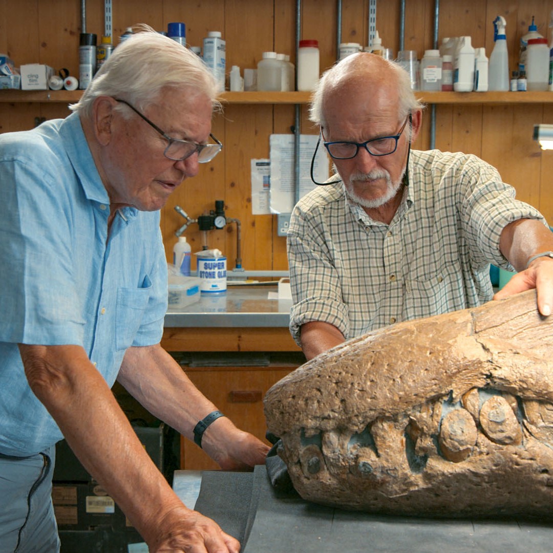 Today mark's a very special day in the world of Natural History. It's Sir David's Birthday. Today this amazing man is 98. We are very grateful for the work he did with us and our amazing Pliosaur skull and the amazing film that was produced with him. Happy Birthday Sir David.