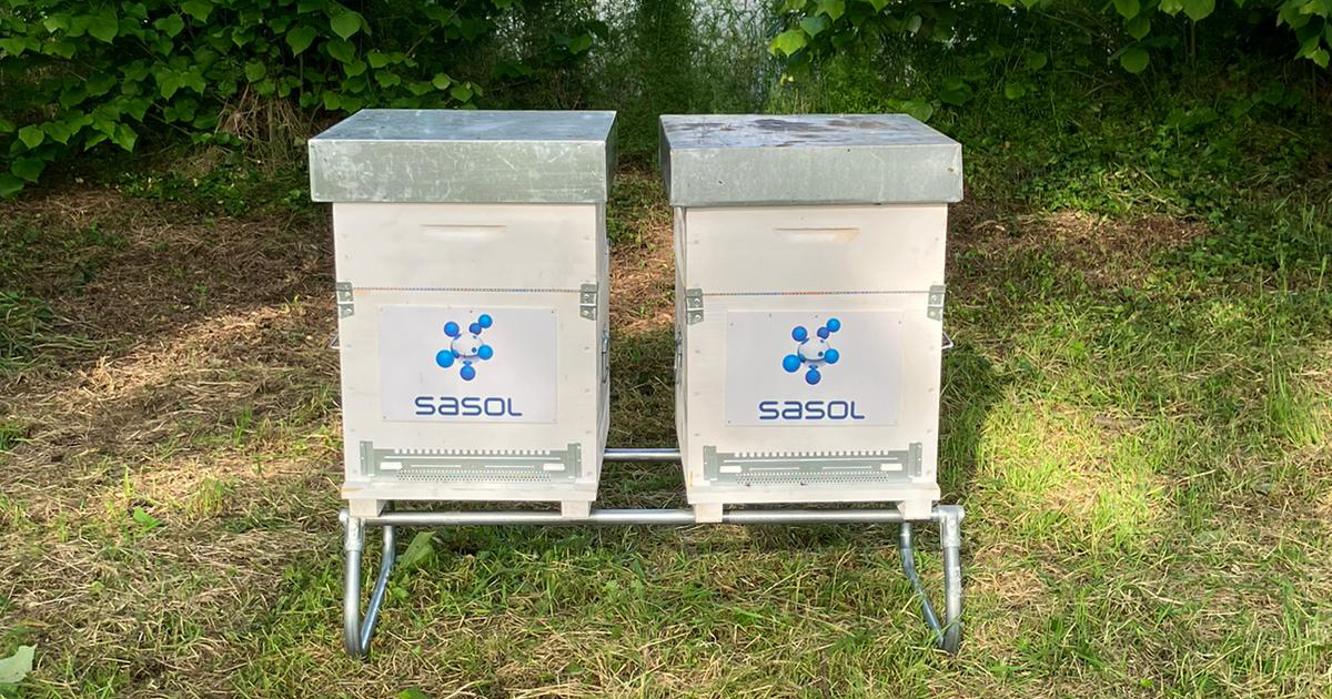 SasolSA's tweet image. Exciting news from #TeamSasol in Italy! 🇮🇹 We've recently adopted 2 beehives at our Terranova site &amp;amp; 2 at our Sarroch site because we're passionate about protecting biodiversity. Read  linkedin.com/feed/update/ur… #SasolChemicals #SasoIItaly #Beehives #Biodiversity #SasolinSociety
