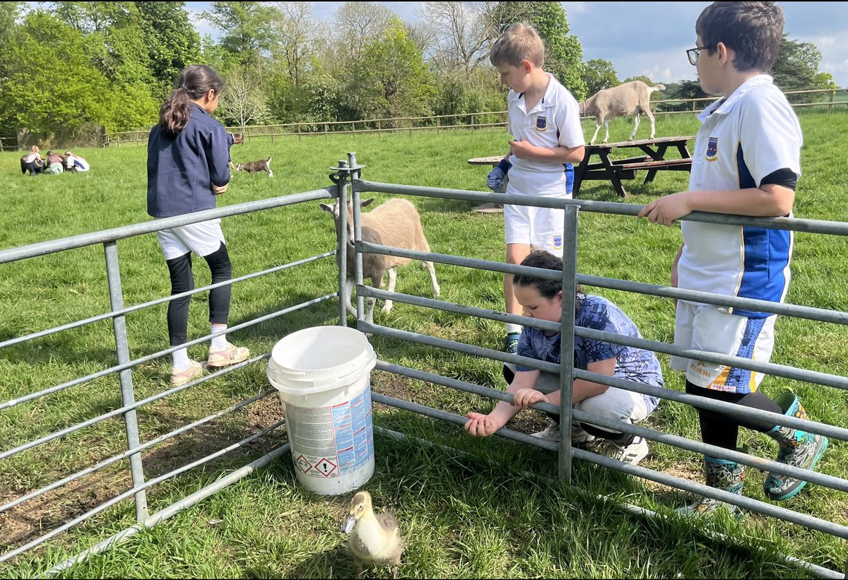 Eco club were busy looking after their adopted animals. They were checking the animals had clean water and enough food. Potato, our young duckling is starting to lose his baby feathers and getting so big! #EcoSchools #GreenFlagAward #ForOurWorld #StNicksEcoClub #StNicksLower