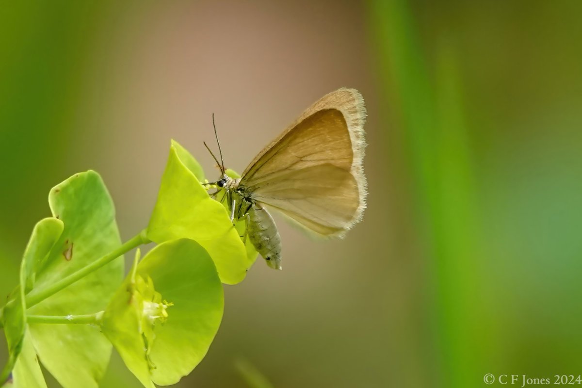 Drab Looper moth nectaring on Wood spurge. Monkwood, Worcs 7/5/24
@BC_WestMids @WorcsWT @savebutterflies @BritishMoths