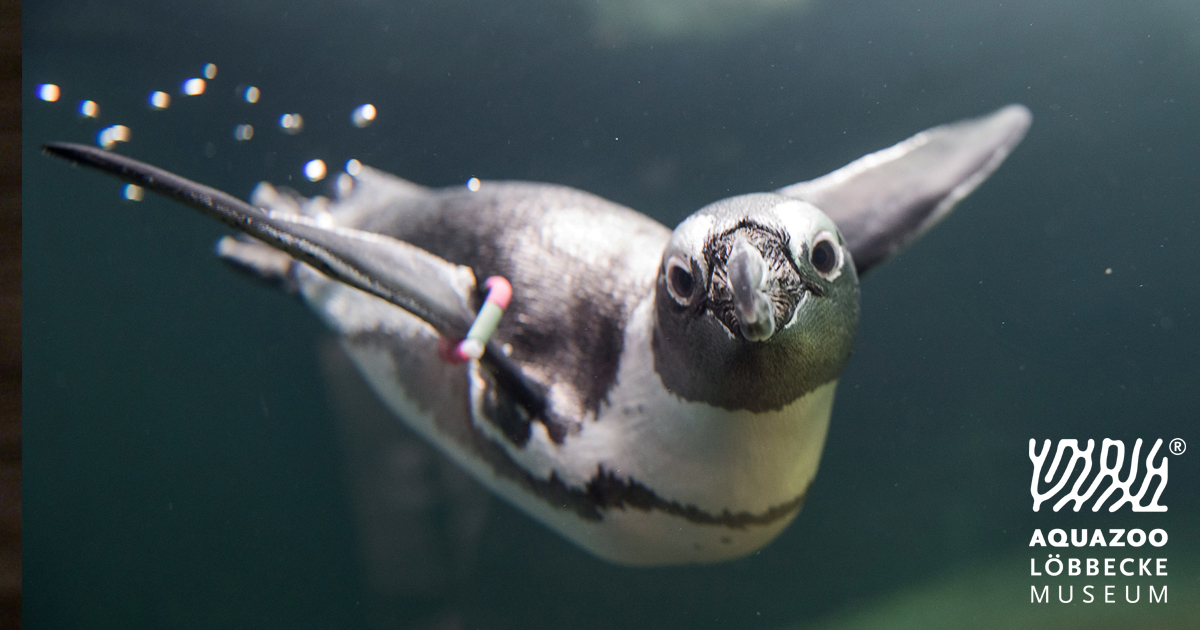 Frühjahrsputz bei Alvin, Picchio und Co. im #Aquazoo

Reinigung der Gehege der Brillenpinguine ab 14. Mai

duesseldorf.de/aquazoo/aktuel…

Foto: © Stadt Düsseldorf/Uwe Schaffmeister