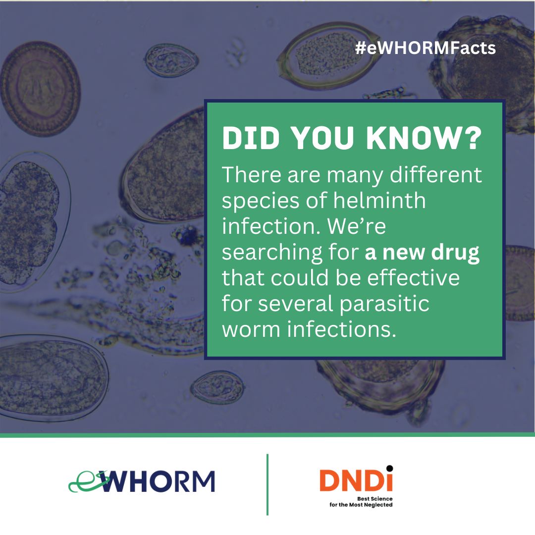 Did you know there are many species of parasitic worm infection – and there’s hope one drug could be effective against several? #eWhormFacts We're progressing the pharmaceutical development of oxfendazole & evaluating its use for helminth infections. 🔸 ewhorm.org/who-we-are/par…