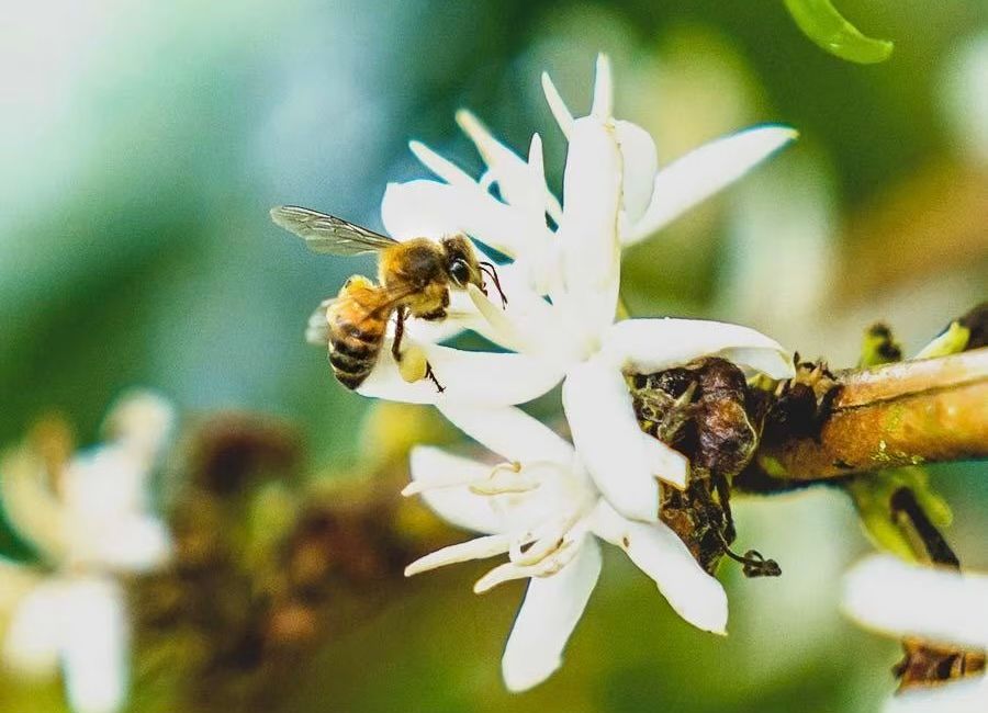 Did you know Bees love caffeine? Bees are the main pollinators of coffee plants. They reproduce by producing very sweet nectar-like flowers that are pollinated by bees. The nectar makes the bees more alert and efficient at gathering pollen and transporting it back to their hives.