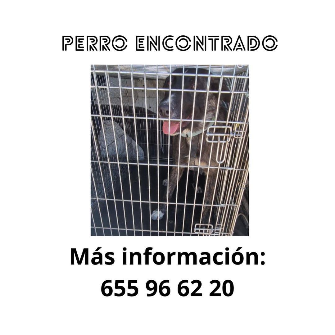 Se ha encontrado a este animal en Fuente Álamo. Si lo reconoce, por favor, póngase en contacto en el número de teléfono: 655 96 62 20 ❗️📞