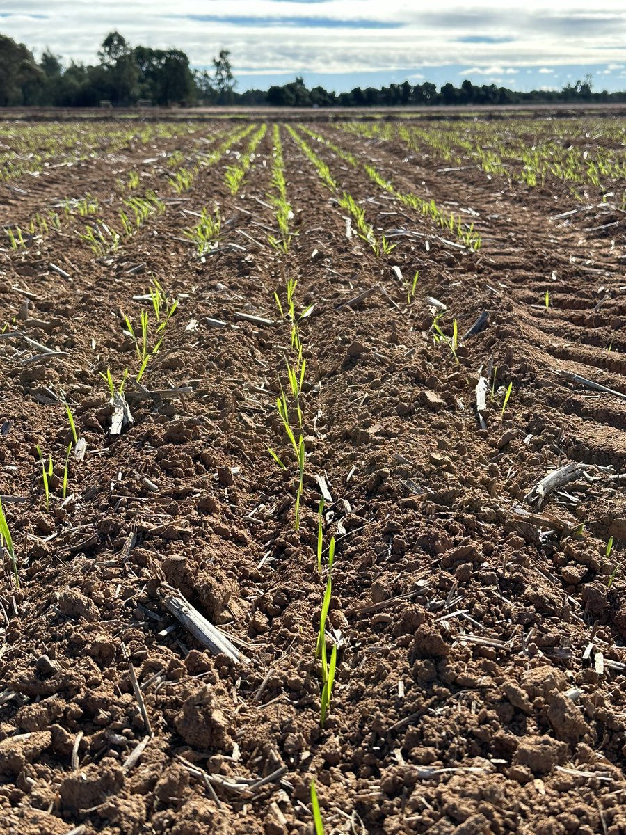 Felicity Harris (@phenologyisfun) on Twitter photo Kicking off in the field for two new <a href="/theGRDC/">GRDC</a> projects to better understand physiology and genetics of frost tolerance in wheat! Great collaboration with <a href="/CSIRO/">CSIRO</a> <a href="/CharlesSturtUni/">Charles Sturt University</a> @NSWDPI_AGRONOMY <a href="/SA_PIRSA/">PIRSA</a> <a href="/DPIRDbroadacre/">DPIRD Broadacre - WA Grains & Livestock</a> 🌾 Kicking off in the field for two new <a href="/theGRDC/">GRDC</a> projects to better understand physiology and genetics of frost tolerance in wheat! Great collaboration with <a href="/CSIRO/">CSIRO</a> <a href="/CharlesSturtUni/">Charles Sturt University</a> @NSWDPI_AGRONOMY <a href="/SA_PIRSA/">PIRSA</a> <a href="/DPIRDbroadacre/">DPIRD Broadacre - WA Grains & Livestock</a> 🌾