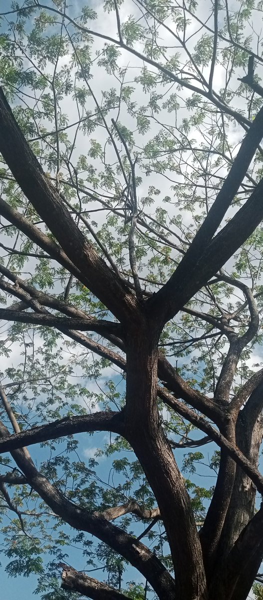 La NATURA en la CIUDAD
Hoy traemos al Saman (Samanea saman) un árbol muy conocido en nuestro país por engalanar parques y jardines en nuestras ciudades y pueblos.
Ciudad Guayana (VEN)