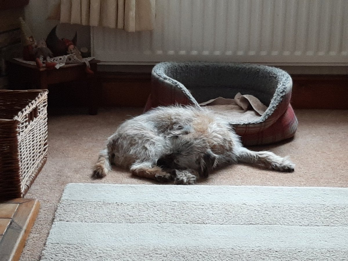 Tomftw1998's tweet photo. Why sleep in the nice comfy bed when you can just lie in front of it? https://t.co/8L5dfyNEDh