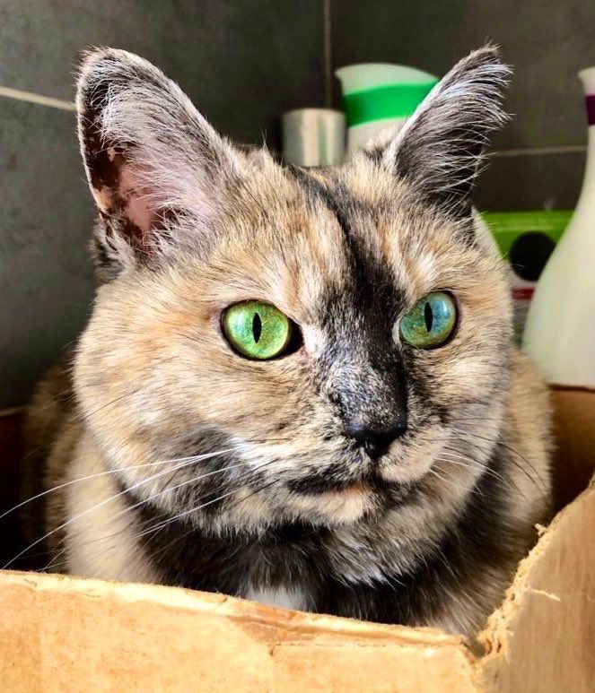 _HelenDale's tweet photo. Today is not only Hump Day. It’s also the lovely Chilli’s 16th birthday. She was eight when we rescued her through @CatsProtection in late 2016.

Here she is in various moods. 

[There will be purrs later on today.]

#HappyBirthdayChilli https://t.co/ngDhaJOMSb